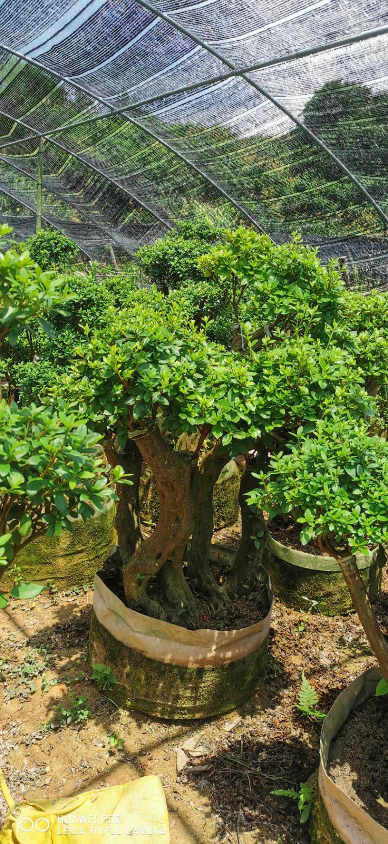 紫花杜鹃桩，嫁接丹东杜鹃，西洋杜鹃