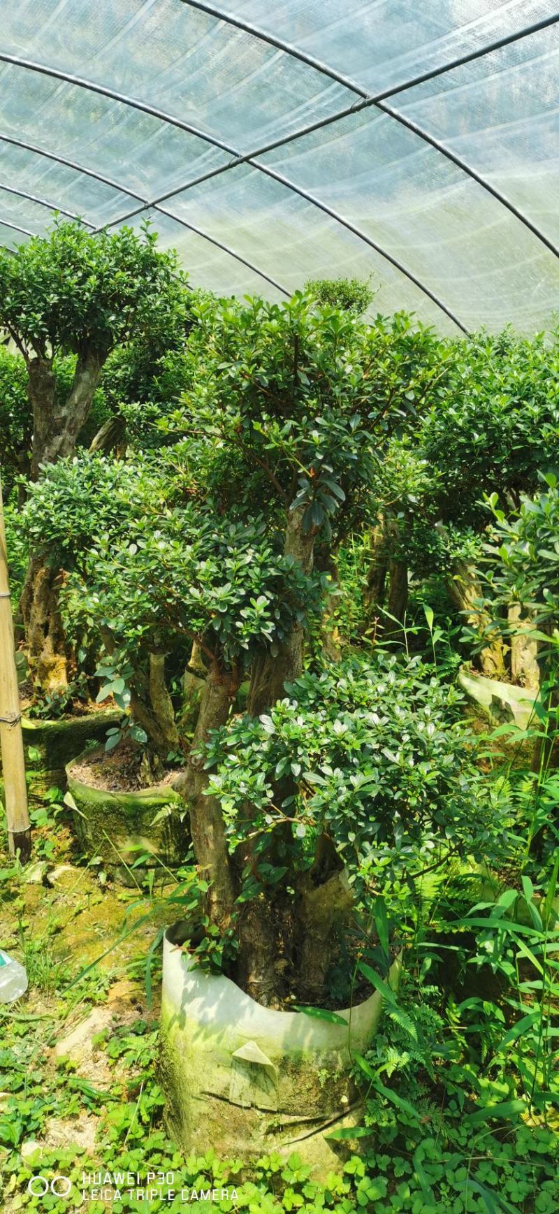 紫花杜鹃桩，嫁接丹东杜鹃，西洋杜鹃