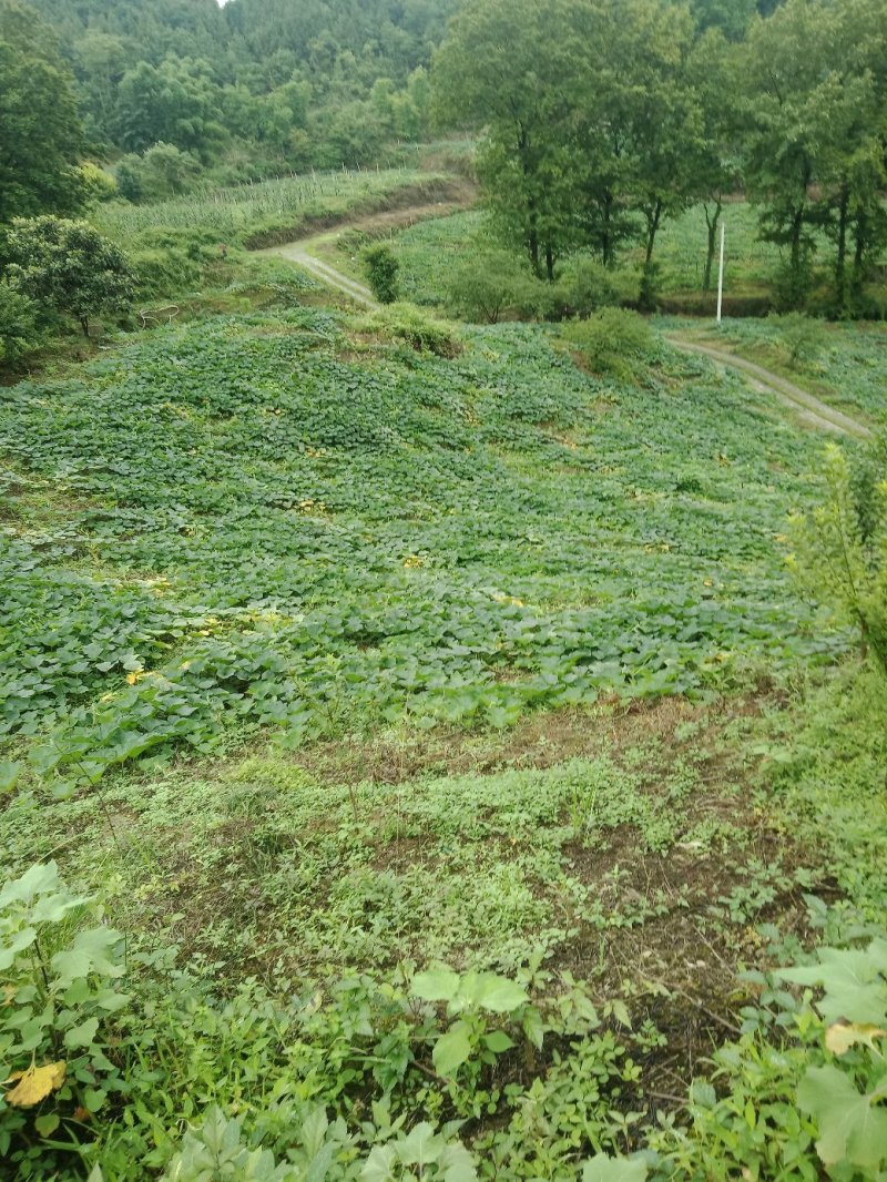 欧冠宓本南瓜