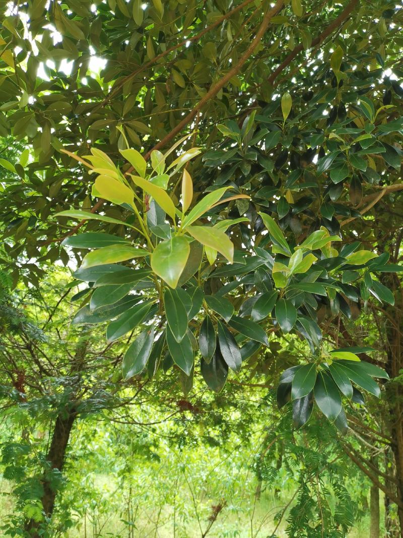 乐东拟单性木兰小苗（冠形圆润，四季常绿，花如白兰）