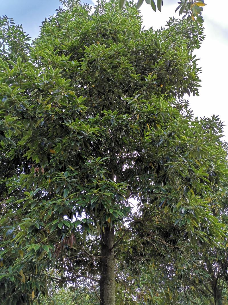 乐东拟单性木兰小苗（冠形圆润，四季常绿，花如白兰）