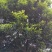 乐东拟单性木兰小苗（冠形圆润，四季常绿，花如白兰）
