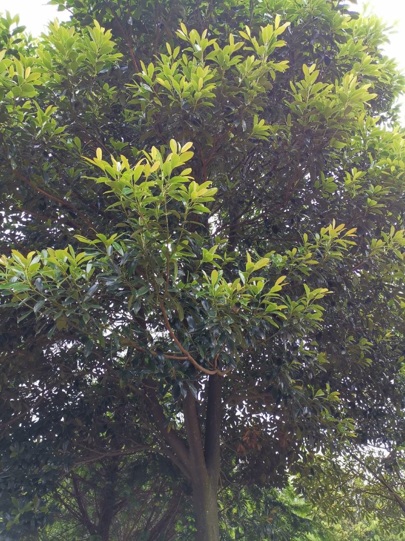乐东拟单性木兰小苗（冠形圆润，四季常绿，花如白兰）