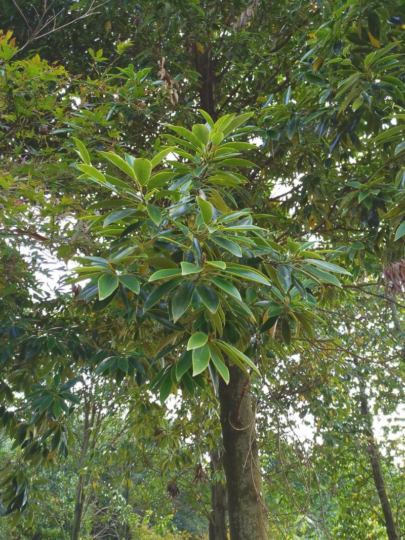 乐东拟单性木兰小苗（冠形圆润，四季常绿，花如白兰）