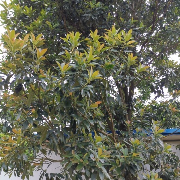 乐东拟单性木兰小苗（冠形圆润，四季常绿，花如白兰）