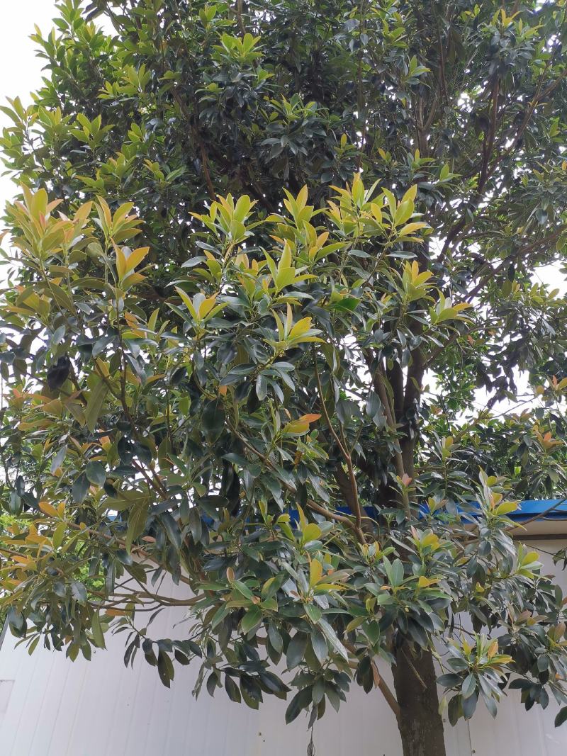 乐东拟单性木兰小苗（冠形圆润，四季常绿，花如白兰）