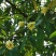 峨眉含笑小苗（冠大荫浓，四季常青，五月黄花间绿叶）