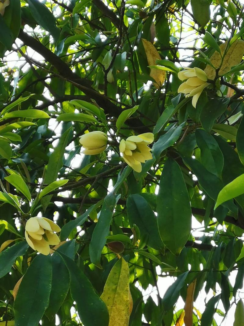 峨眉含笑小苗（冠大荫浓，四季常青，五月黄花间绿叶）