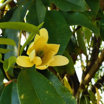 峨眉含笑小苗（冠大荫浓，四季常青，五月黄花间绿叶）