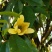 峨眉含笑小苗（冠大荫浓，四季常青，五月黄花间绿叶）