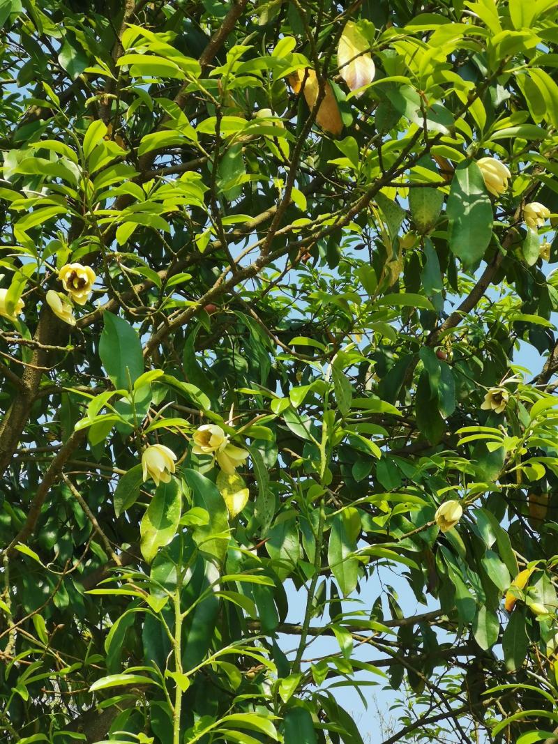 峨眉含笑小苗（冠大荫浓，四季常青，五月黄花间绿叶）