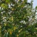 峨眉含笑小苗（冠大荫浓，四季常青，五月黄花间绿叶）