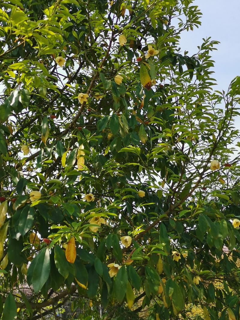 峨眉含笑小苗（冠大荫浓，四季常青，五月黄花间绿叶）