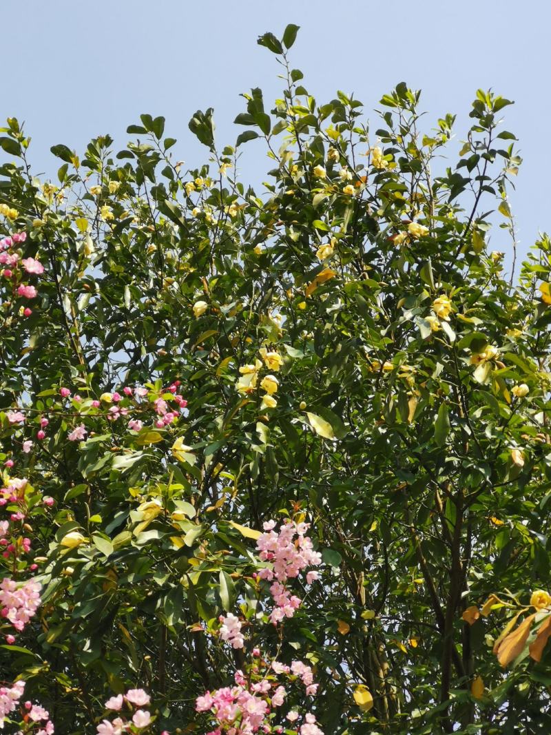 峨眉含笑小苗（冠大荫浓，四季常青，五月黄花间绿叶）