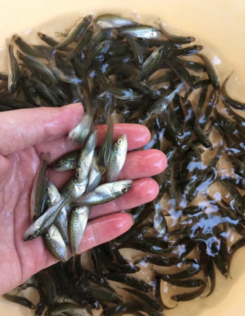 【鲈鱼苗】、加州鲈鱼苗，基地直供，成活率高，养殖技术指导