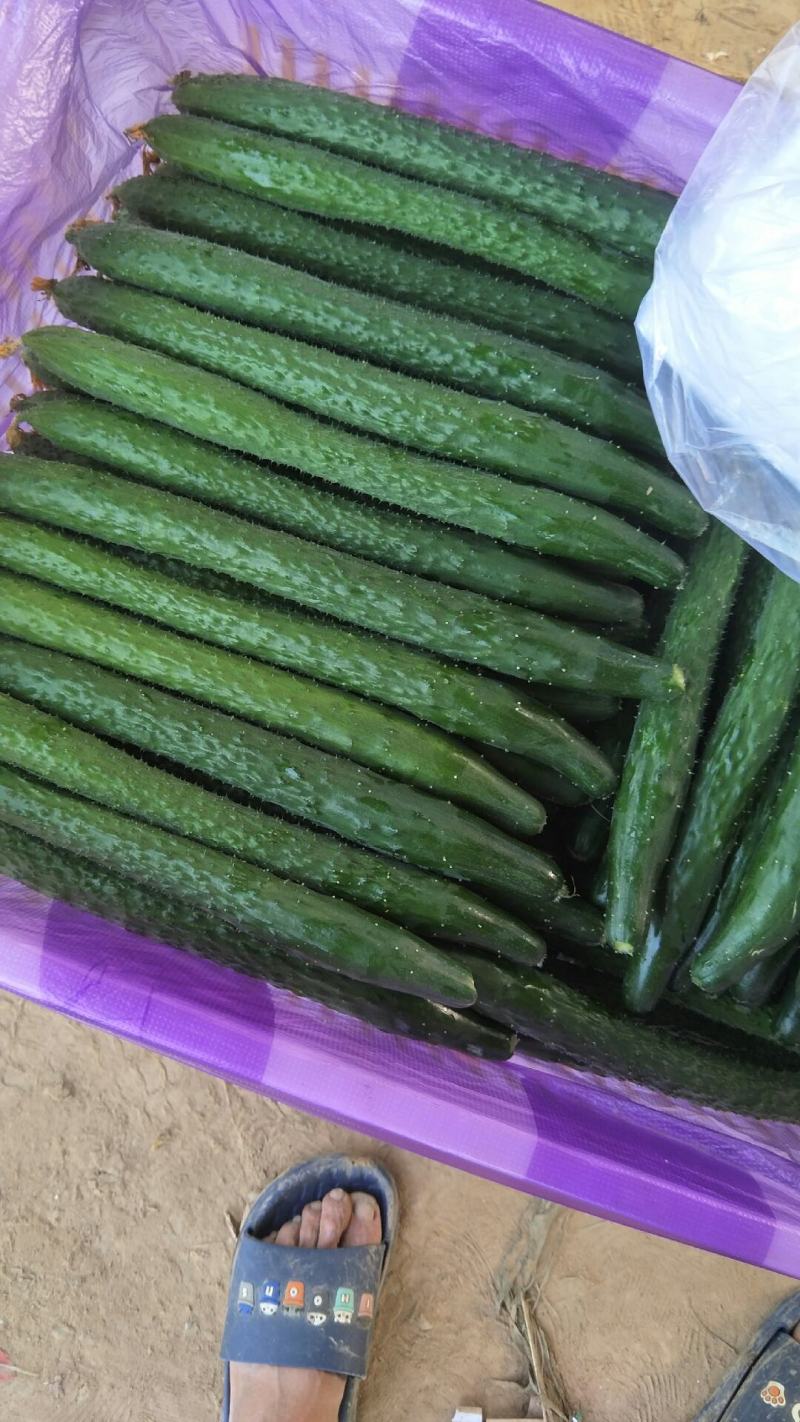 精品黄瓜，顶花带刺，物美价廉