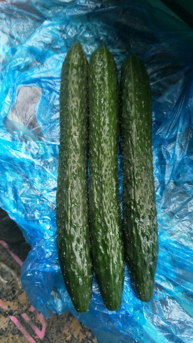 精品黄瓜，顶花带刺，物美价廉