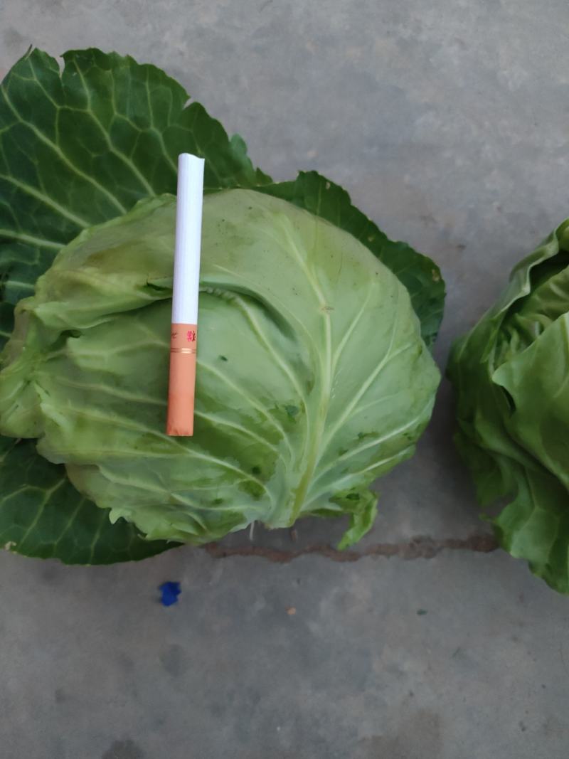 优质中甘十五大量上市