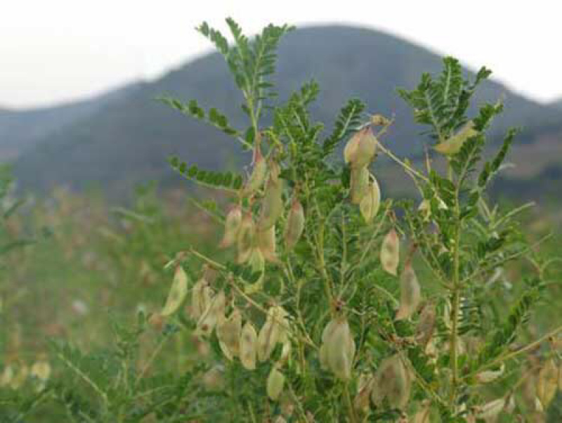 一件代发长白山4-6年野生黄芪片精选产品