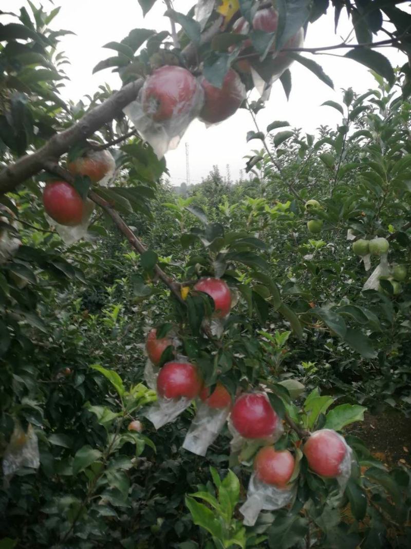 山东红露苹果产地批发红露苹果口感好货源充足