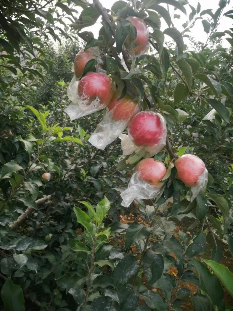 山东红露苹果产地批发红露苹果口感好货源充足