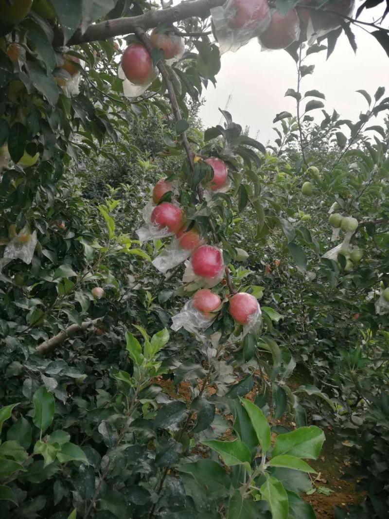 山东红露苹果产地批发红露苹果口感好货源充足