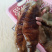 非洲大猪婆参特级靓货（酒席，酒店专用，口感佳营养价值高）
