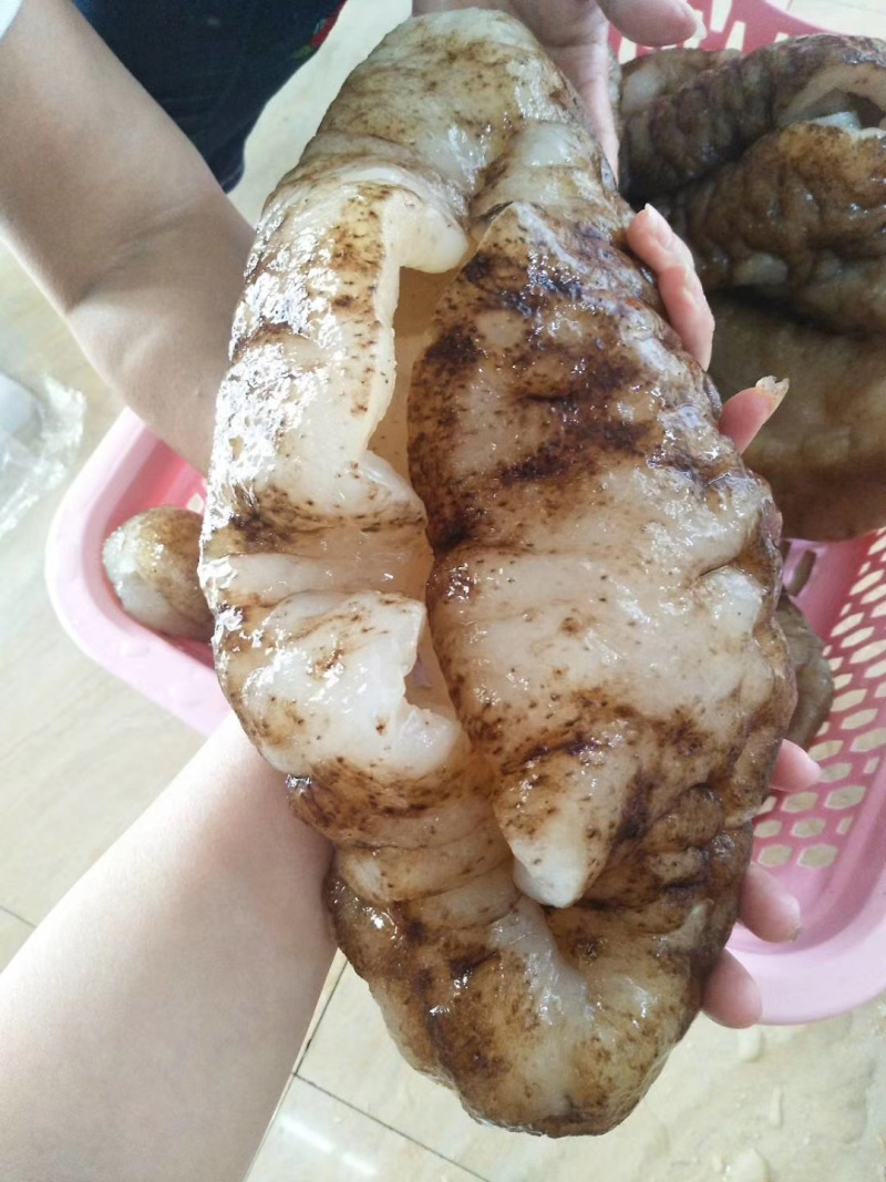 非洲大猪婆参特级靓货（酒席，酒店专用，口感佳营养价值高）