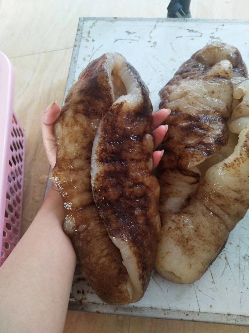 非洲大猪婆参特级靓货（酒席，酒店专用，口感佳营养价值高）