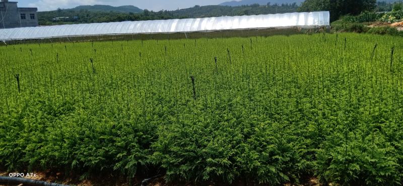 柳杉，柳杉种苗，马尾杉，苗圃直销，证件齐全
