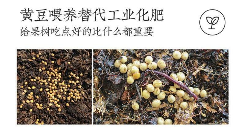 一件代发烟台红富士苹果水果当季新鲜洛川脆甜