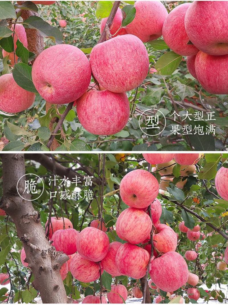 一件代发烟台红富士苹果水果当季新鲜洛川脆甜