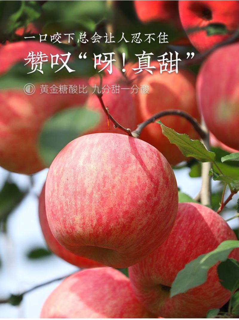 一件代发烟台红富士苹果水果当季新鲜洛川脆甜