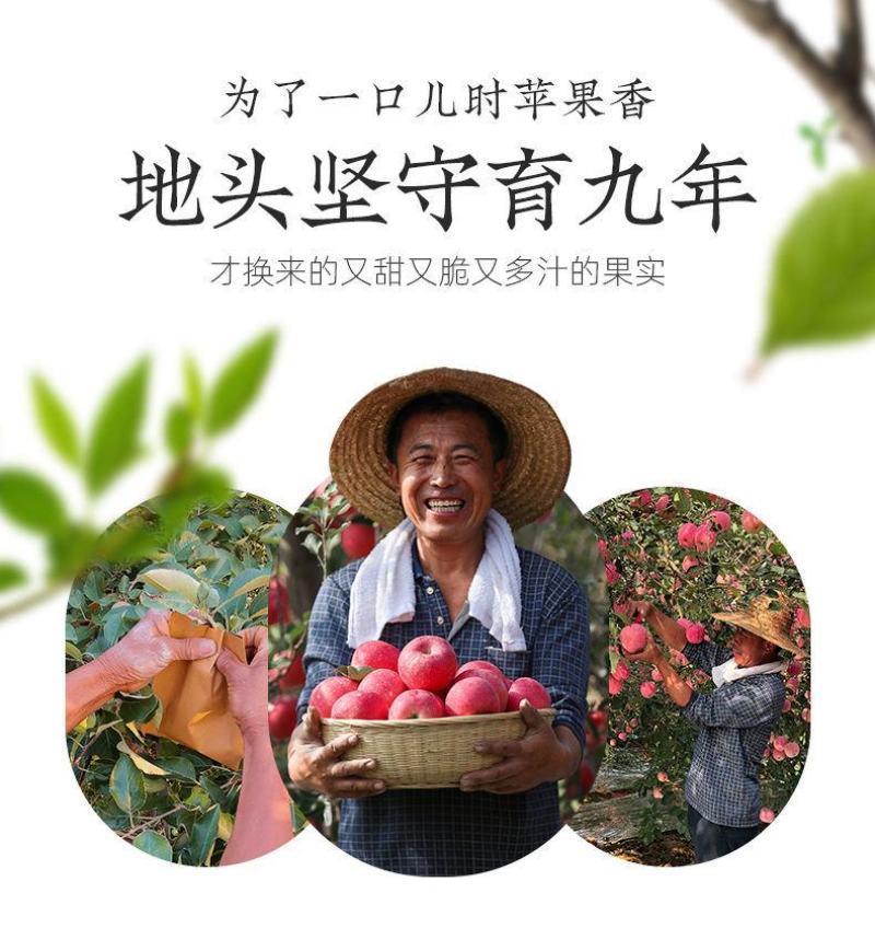 一件代发烟台红富士苹果水果当季新鲜洛川脆甜
