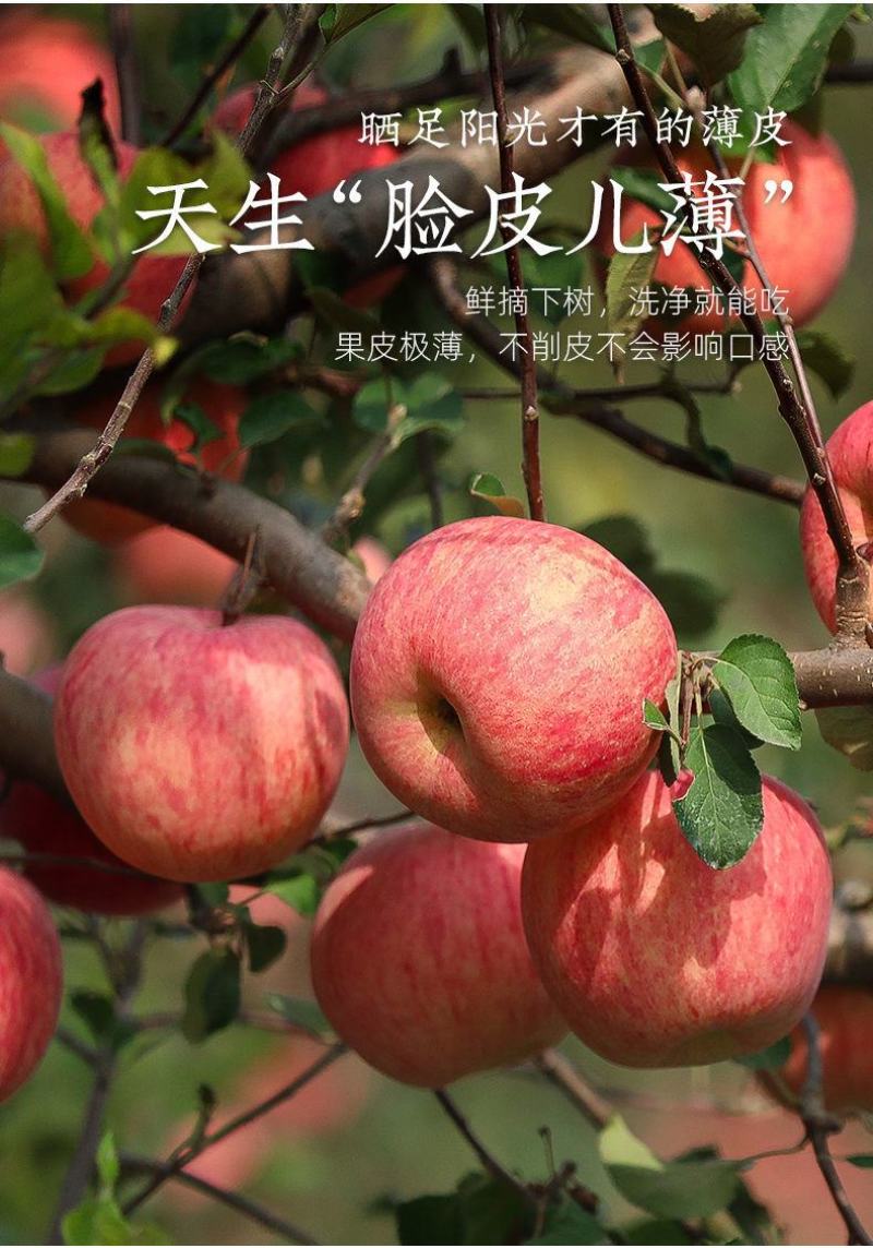 一件代发烟台红富士苹果水果当季新鲜洛川脆甜