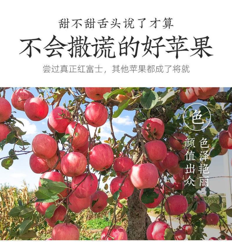 一件代发烟台红富士苹果水果当季新鲜洛川脆甜