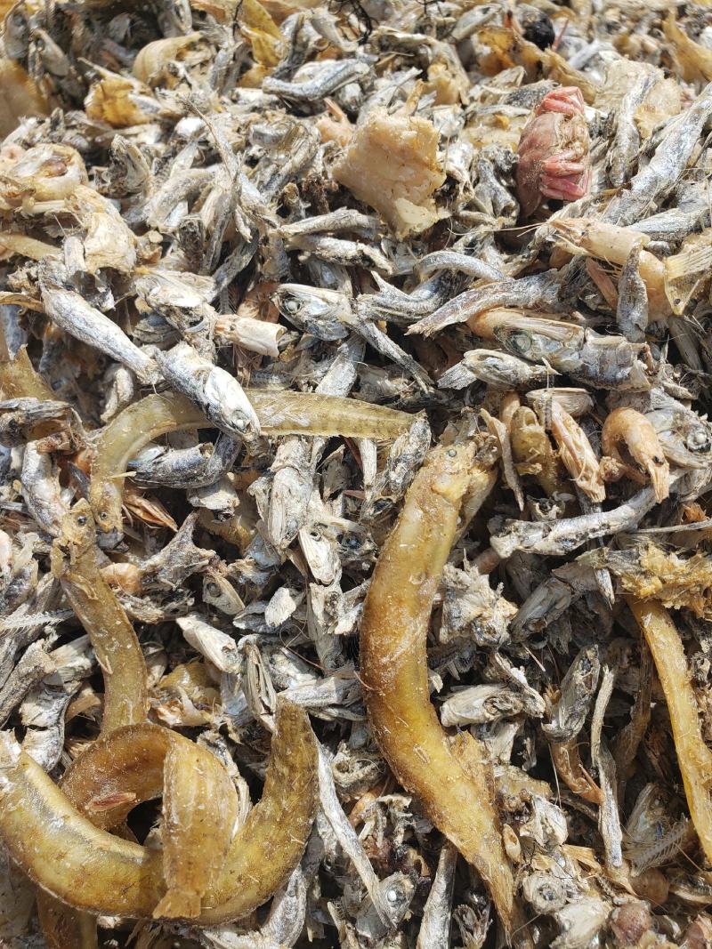 现有大量饲料鱼干，干度好盐分低蛋白高，一手货源