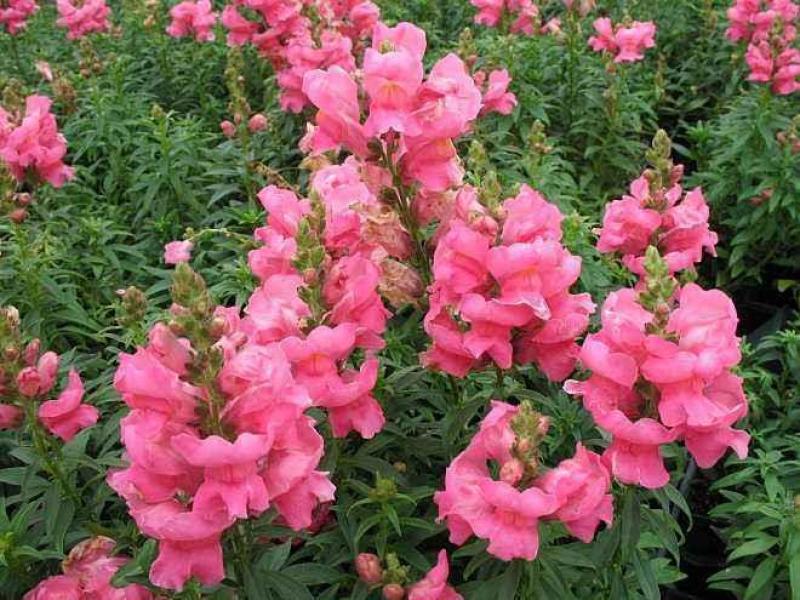 金鱼草种子宿根多年生混色花卉种籽四季易种野花组合种子