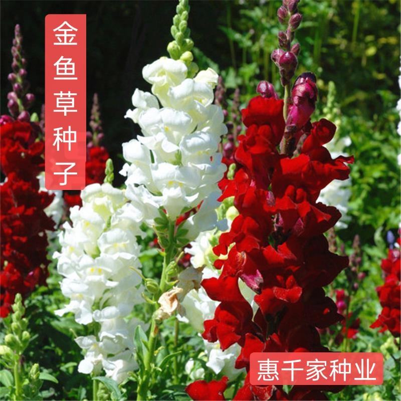 金鱼草种子宿根多年生混色花卉种籽四季易种野花组合种子