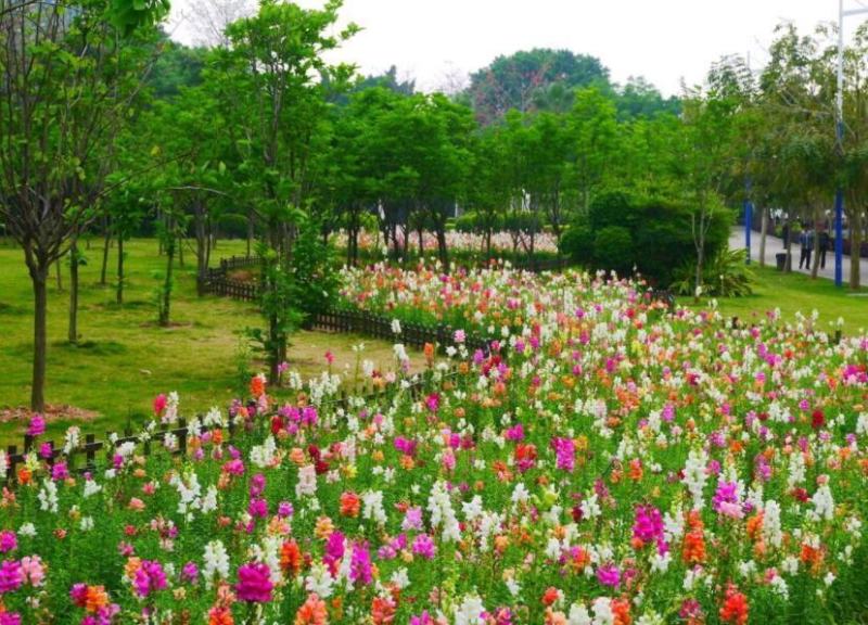 金鱼草种子宿根多年生混色花卉种籽四季易种野花组合种子