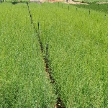 藏柏，藏柏种苗，柏树，苗圃直销，证件齐全
