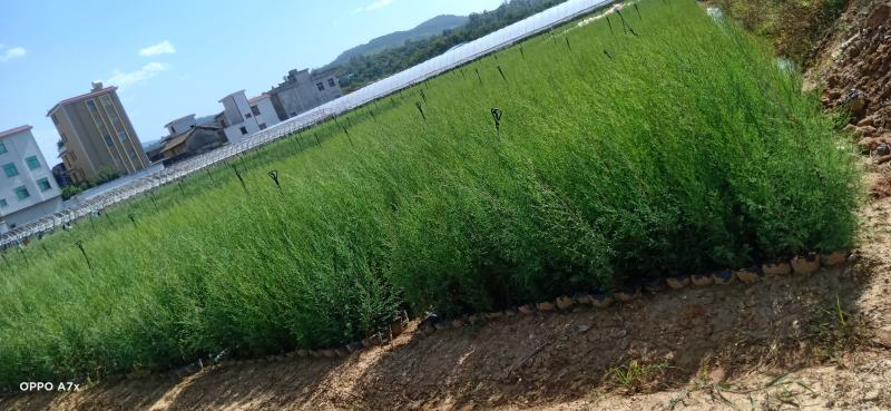 藏柏，藏柏种苗，柏树，苗圃直销，证件齐全