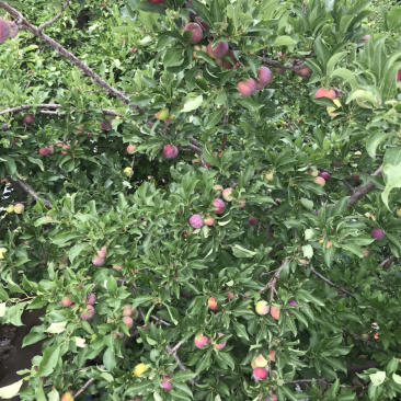 青李子做罐桶果干之类