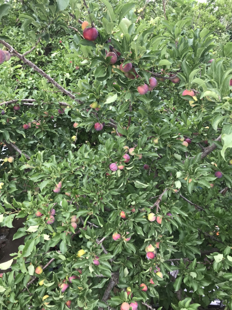 青李子做罐桶果干之类