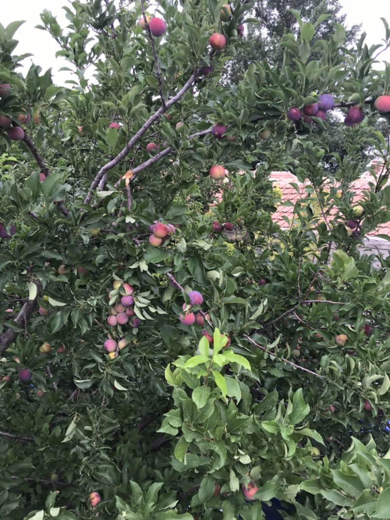 青李子做罐桶果干之类