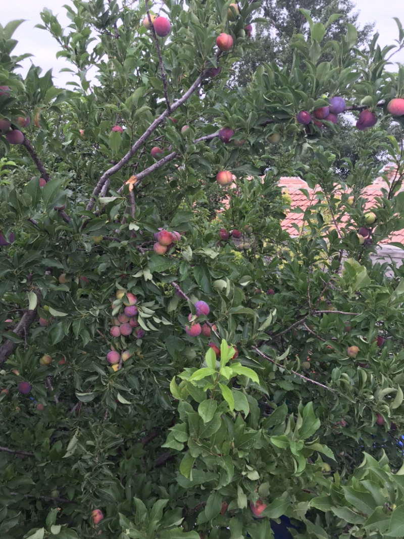 青李子做罐桶果干之类