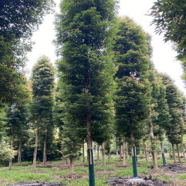 【楠木】推荐温江小叶桢楠金丝楠木楠木批发规格齐全