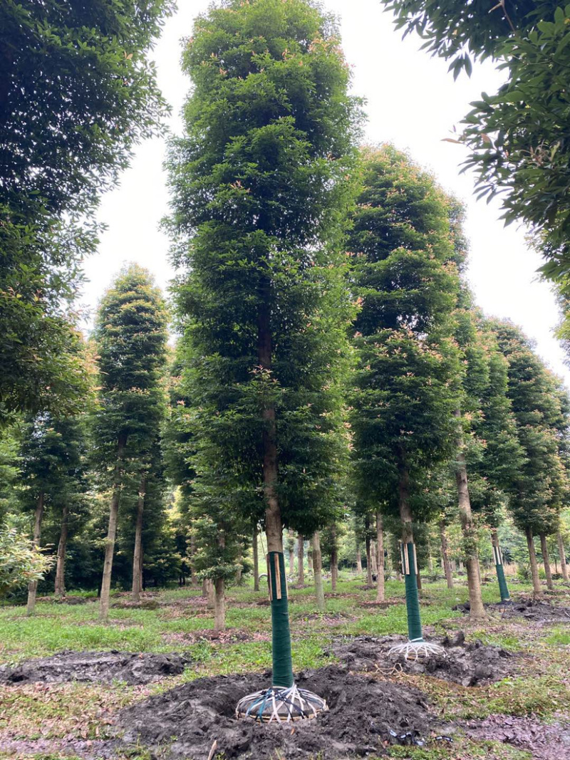 【楠木】推荐温江小叶桢楠金丝楠木楠木批发规格齐全
