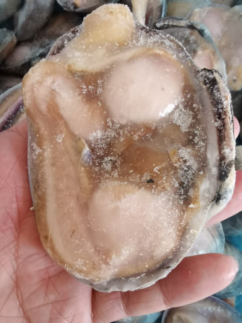 冷冻半壳天鹅蛋大蛤蜊贝类新鲜海产品烧烤海鲜水产蒜蓉半壳贝