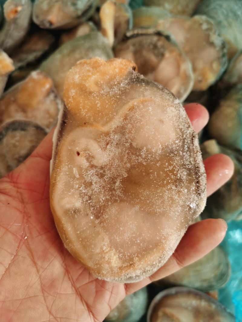 冷冻半壳天鹅蛋大蛤蜊贝类新鲜海产品烧烤海鲜水产蒜蓉半壳贝